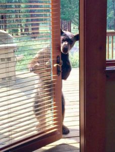 A brown Canadian bear stood up, opening and peering round a door.