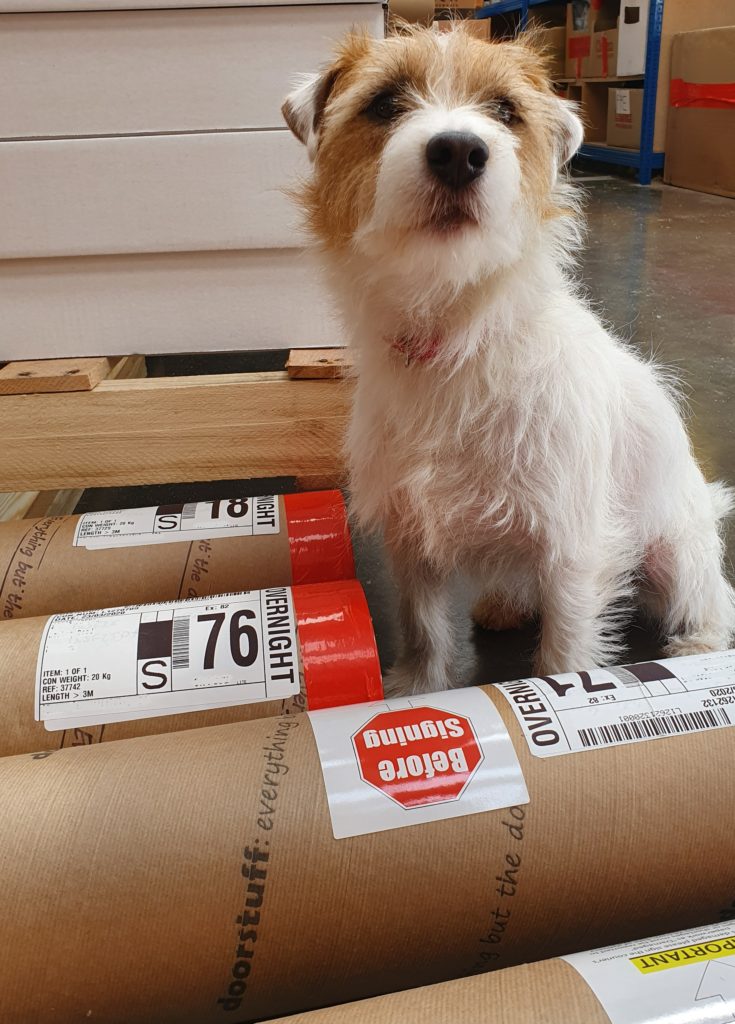 Our deputy head of security (Tintin the Parsons Russel Terrier) looking over some of our dispatches 